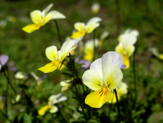 fialka trojfarebná Viola tricolor L. emend. F. W. Schmidt