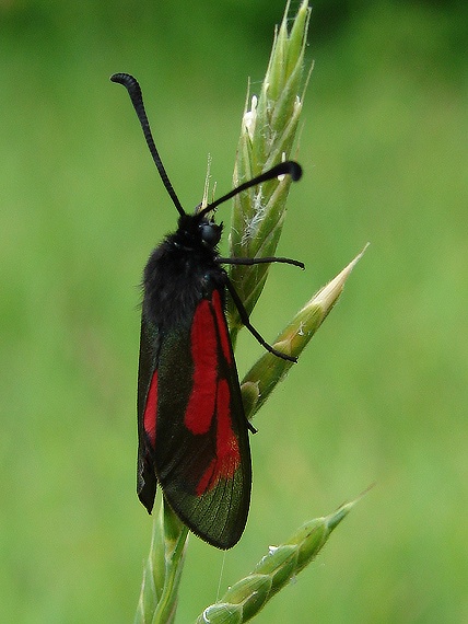 Vretienka dúšková / Vretienka Minos   Zygaena purpuralis / Zygaena minos