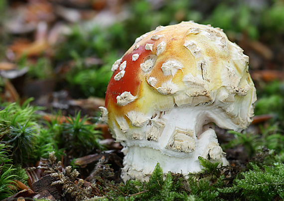 muchotrávka červená Amanita muscaria (L.) Lam.