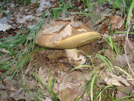 hríb dubový Boletus reticulatus Schaeff.