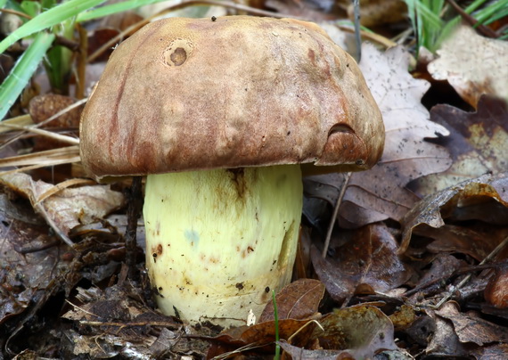 hríb príveskatý Butyriboletus appendiculatus (Schaeff. ex Fr.) Secr.