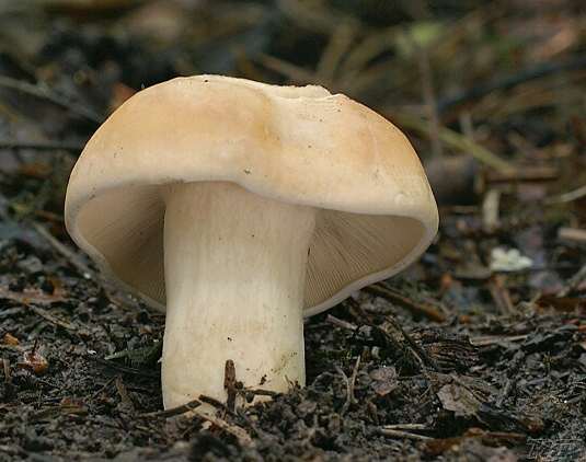 čírovnica májová Calocybe gambosa (Fr.) Donk