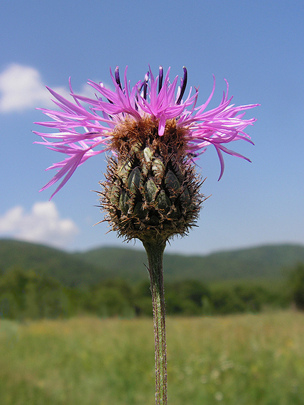 nevädzník  Colymbada sp. (L.) Holub