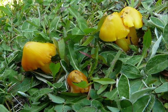 voskovka stálá - Lúčnica hrotitá Hygrocybe acutoconica (Clem.) Singer