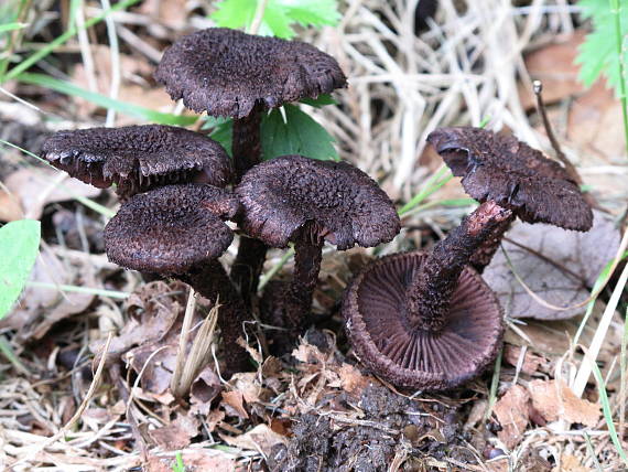 vláknica Inocybe tahquamenonensis D.E. Stuntz