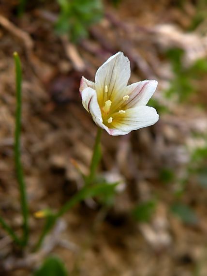 ľaľujka neskorá Lloydia serotina  (L.) Rchb.