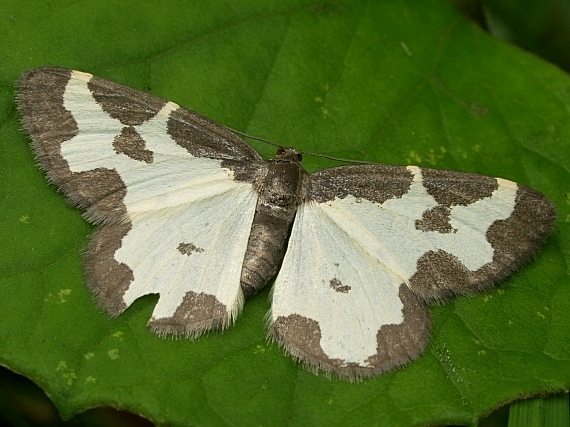 piadivka liesková Lomaspilis marginata