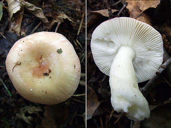 plávka Russula sp.