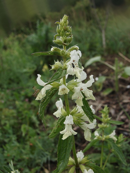 čistec ročný Stachys annua (L.) L.