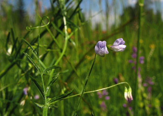 vika štvorsemenná Vicia tetrasperma (L.) Schreb.