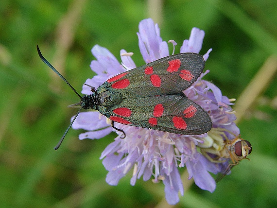 vretienka obyčajná Zygaena filipendulae