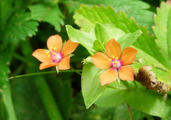 drchnička roľná Anagallis arvensis L.