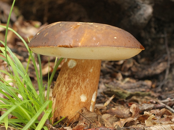 hríb bronzový Boletus aereus Bull. ex Fr.