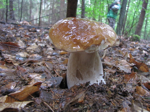 hríb smrekový v daždi Boletus edulis  Bull.