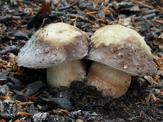 hríb sosnový Boletus pinophilus Pil. et Dermek in Pil.