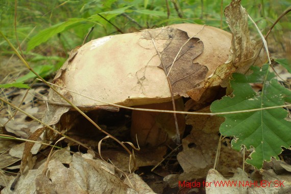 hríb dubový Boletus reticulatus Schaeff.