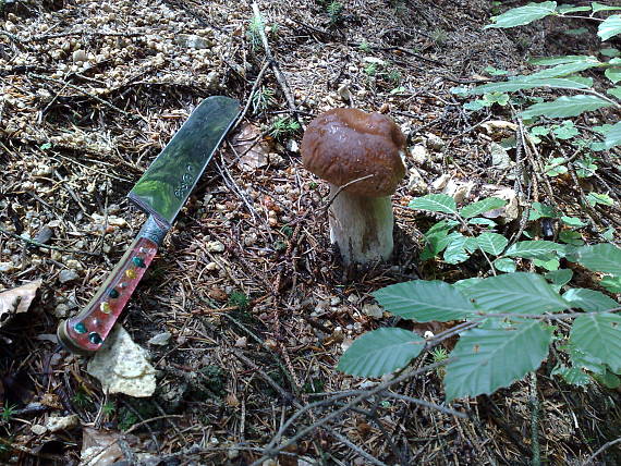 hríb dubový Boletus reticulatus Schaeff.