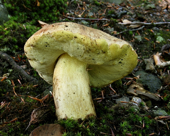 hríb príveskatý Butyriboletus appendiculatus (Schaeff. ex Fr.) Secr.