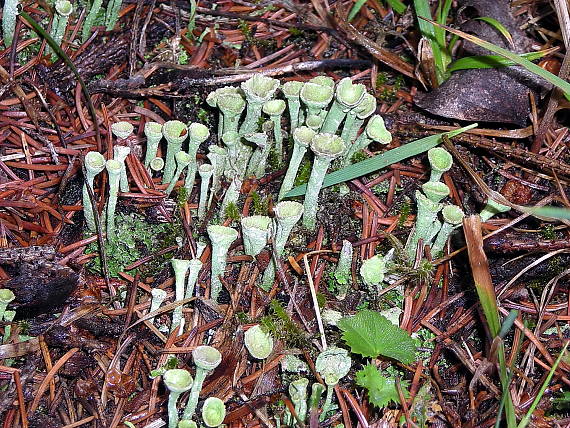 dutohlávka Cladonia sp.