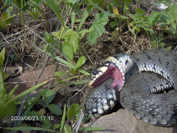 užovka obojková Natrix natrix