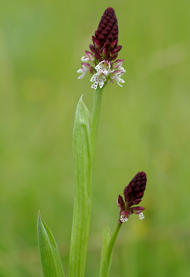 neotinea počerná letná Neotinea ustulata subsp. aestivalis (Kümpel) Bateman