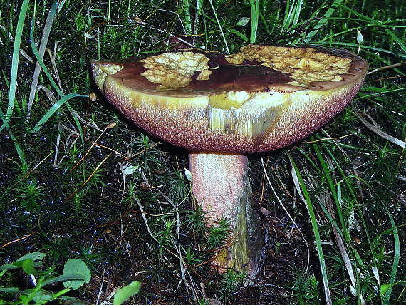 hríb zrnitohlúbikový Sutorius luridiformis (Rostk.) G. Wu & Zhu L. Yang