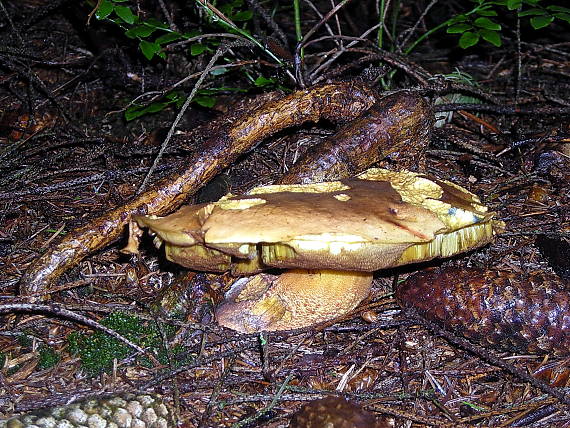 hríb zrnitohlúbikový pod koreňmi Sutorius luridiformis (Rostk.) G. Wu & Zhu L. Yang