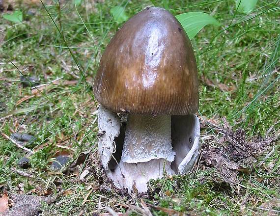 muchotrávka tigrovaná jedľová? Amanita pantherina var. abietum?