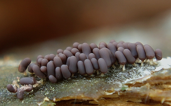 mištička Arcyria sp.