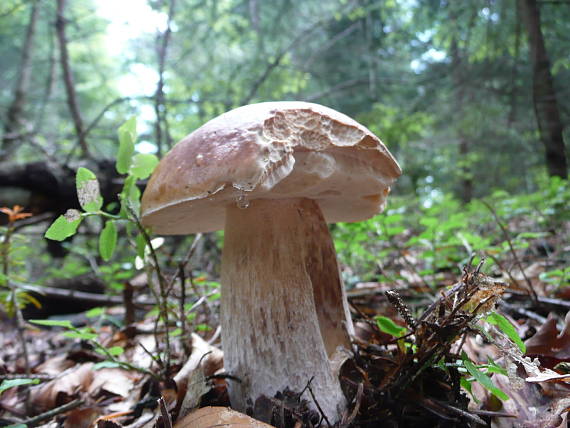 hríb smrekový Boletus edulis Bull.