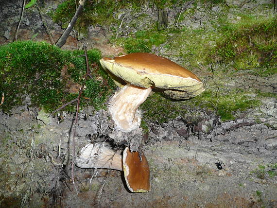 hríb smrekový Boletus edulis Bull.