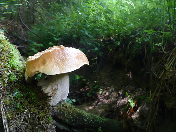 hríb smrekový Boletus edulis Bull.