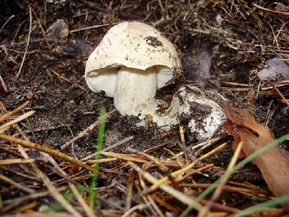 hríb smrekový Boletus edulis Bull.