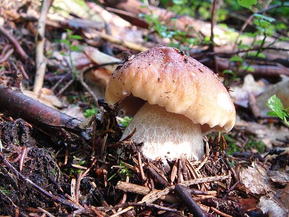 hríb smrekový Boletus edulis Bull.