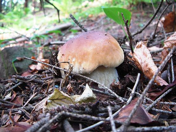 hríb smrekový Boletus edulis Bull.