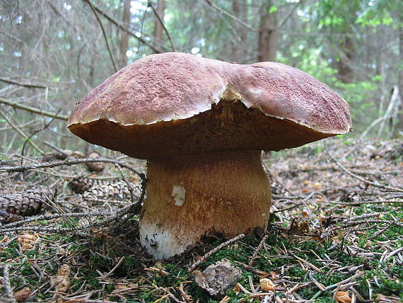 hríb sosnový Boletus pinophilus Pil. et Dermek in Pil.