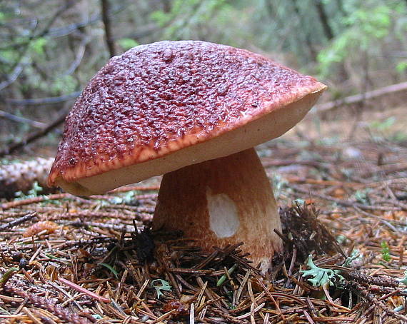 hríb sosnový Boletus pinophilus Pil. et Dermek in Pil.