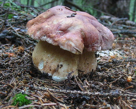 hríb sosnový Boletus pinophilus Pil. et Dermek in Pil.