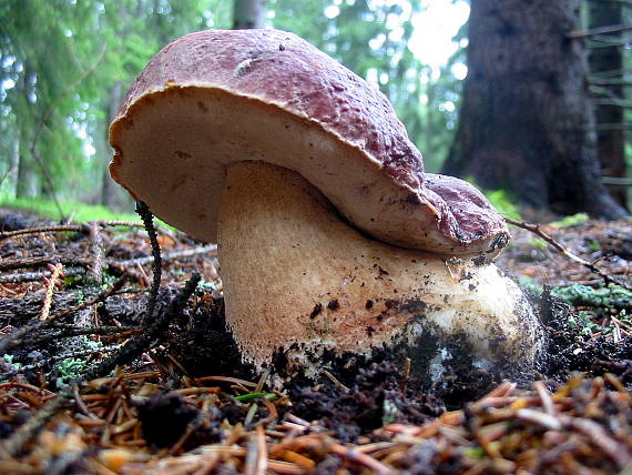 hríb sosnový Boletus pinophilus Pil. et Dermek in Pil.