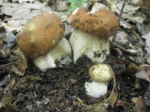 hríb dubový Boletus reticulatus Schaeff.