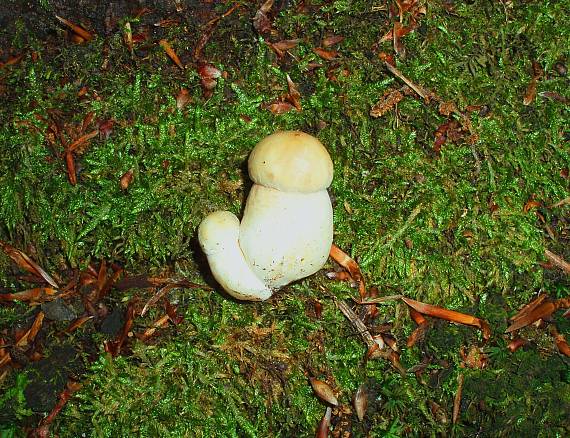 hríb dubový Boletus reticulatus Schaeff.