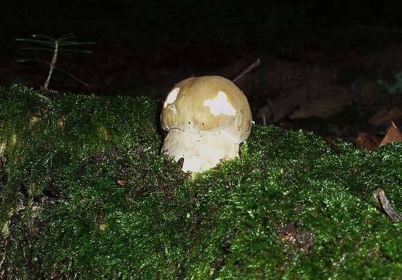 hríb dubový Boletus reticulatus Schaeff.