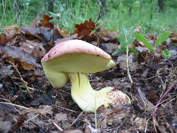 hríb kráľovský Butyriboletus regius (Krombh.) D. Arora & J.L. Frank