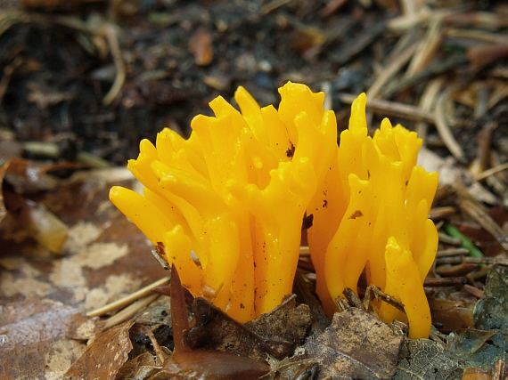 parôžkovec lepkavý Calocera viscosa (Pers.) Fr.