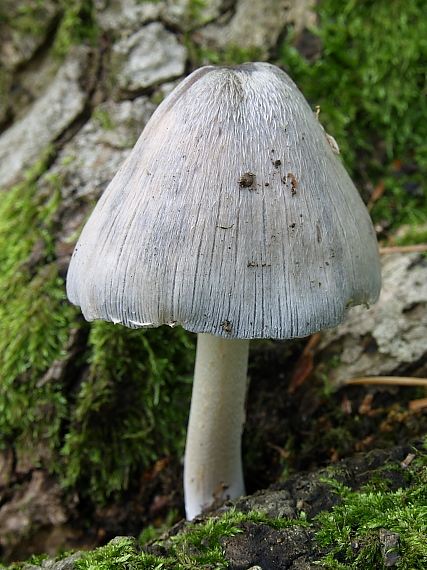 hnojník nápadný Coprinopsis insignis  (Peck) Redhead, Vilgalys & Moncalvo