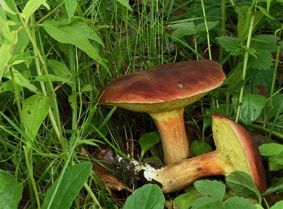 suchohríb karmínový Hortiboletus rubellus (Krombh.) Simonini, Vizzini & Gelardi