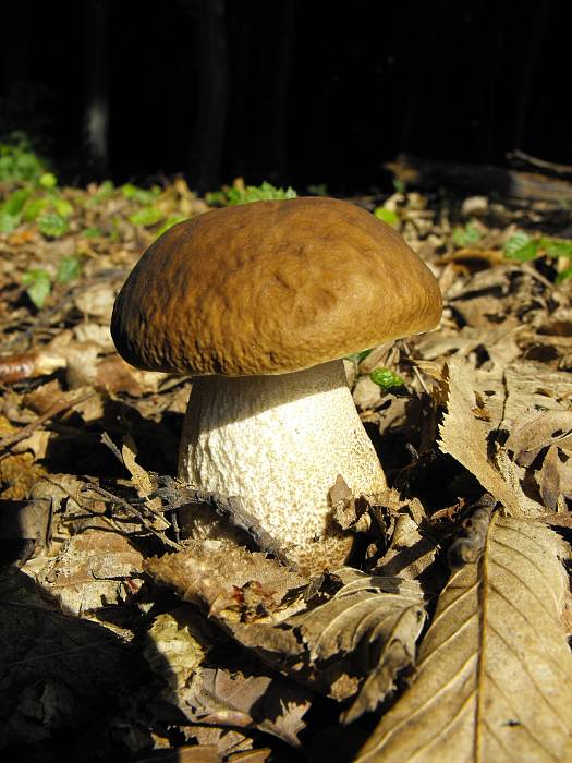 kozák hrabový Leccinum pseudoscabrum (Kallenb.) Šutara