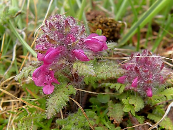 všivec praslenatý Pedicularis verticillata L.