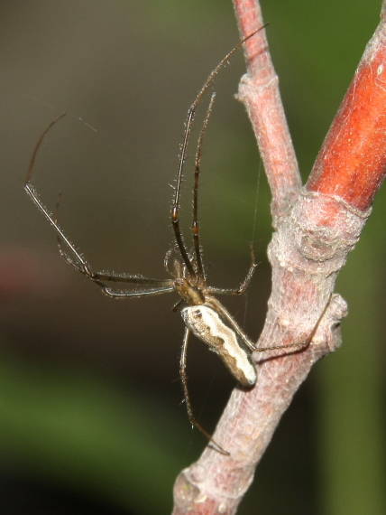 čeľustnatka trstinová Tetragnatha extensa