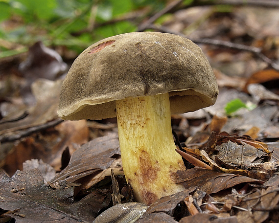 suchohríb žltomäsový Xerocomellus chrysenteron (Bull.) Šutara